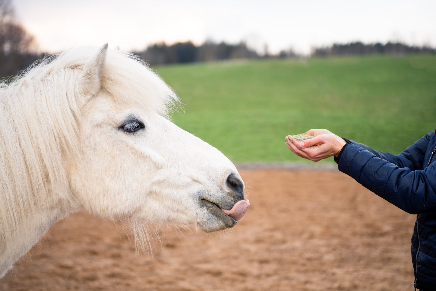 horse-vitality-company